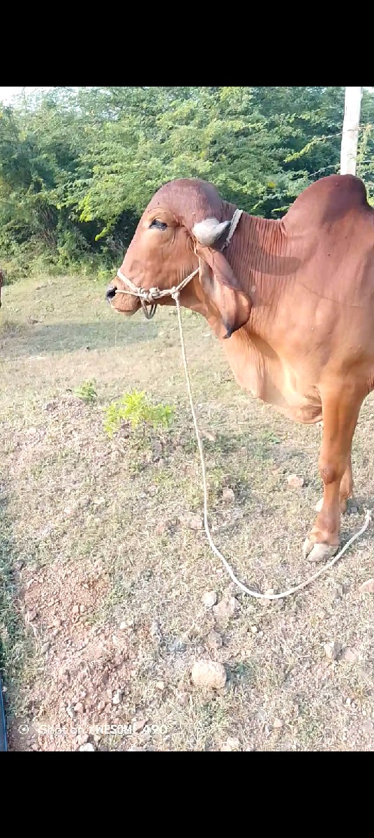 થંબનેલ 3