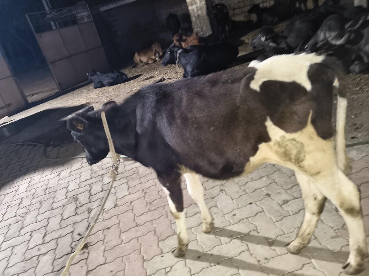 थंबनेल 3