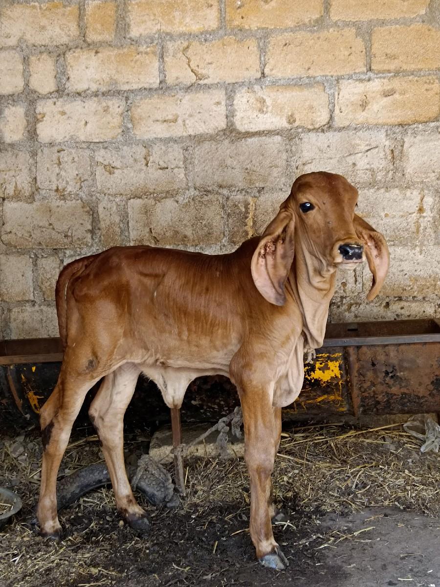 ગાય વેચવાની છે ભેગી વાછડી દેવાની