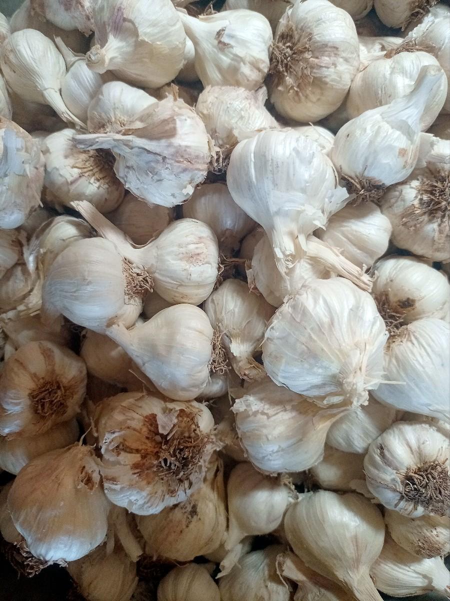 લસણ લસણ લસણ 🧄🧄🧄