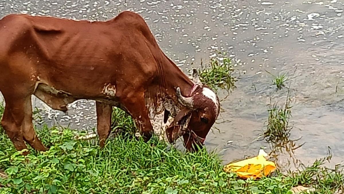 બળદ વેચવાનો છે 9081663363