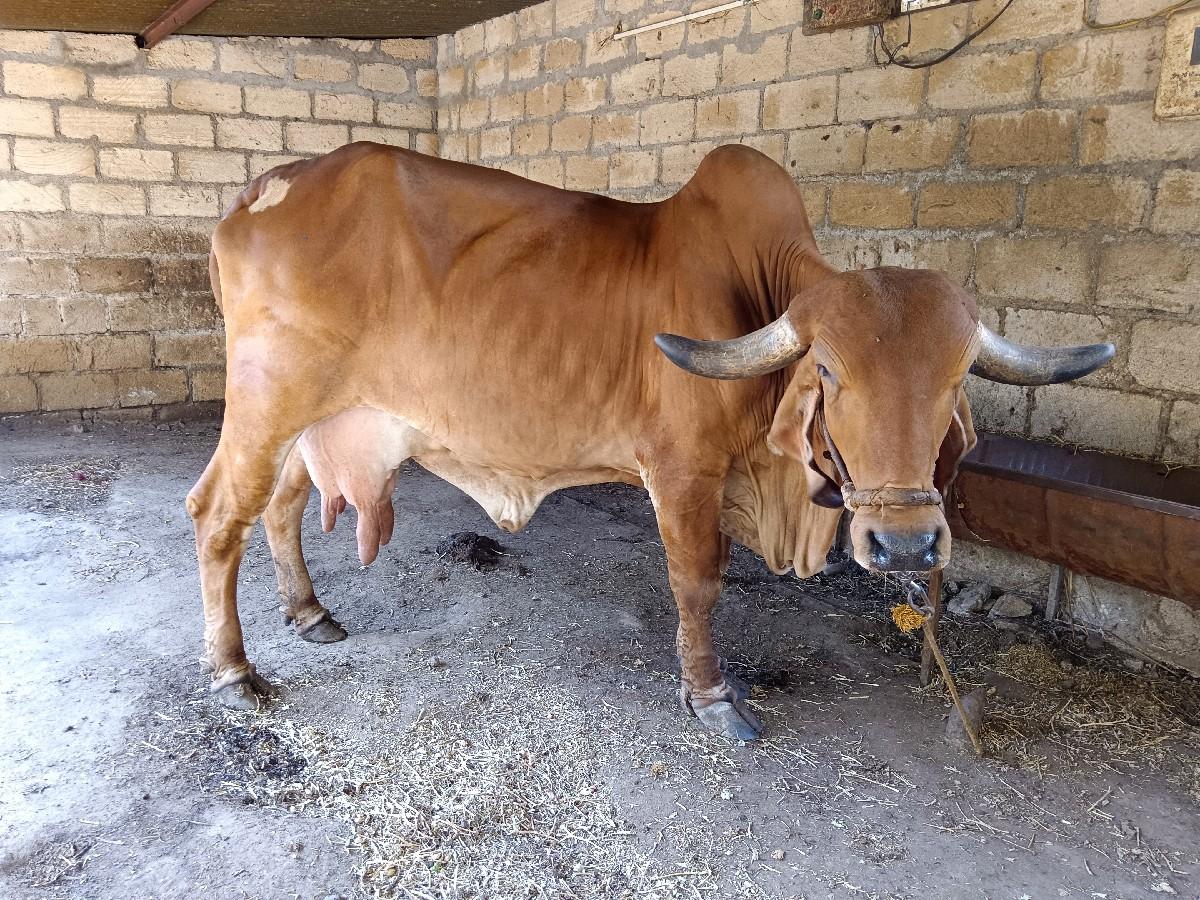 થંબનેલ 2