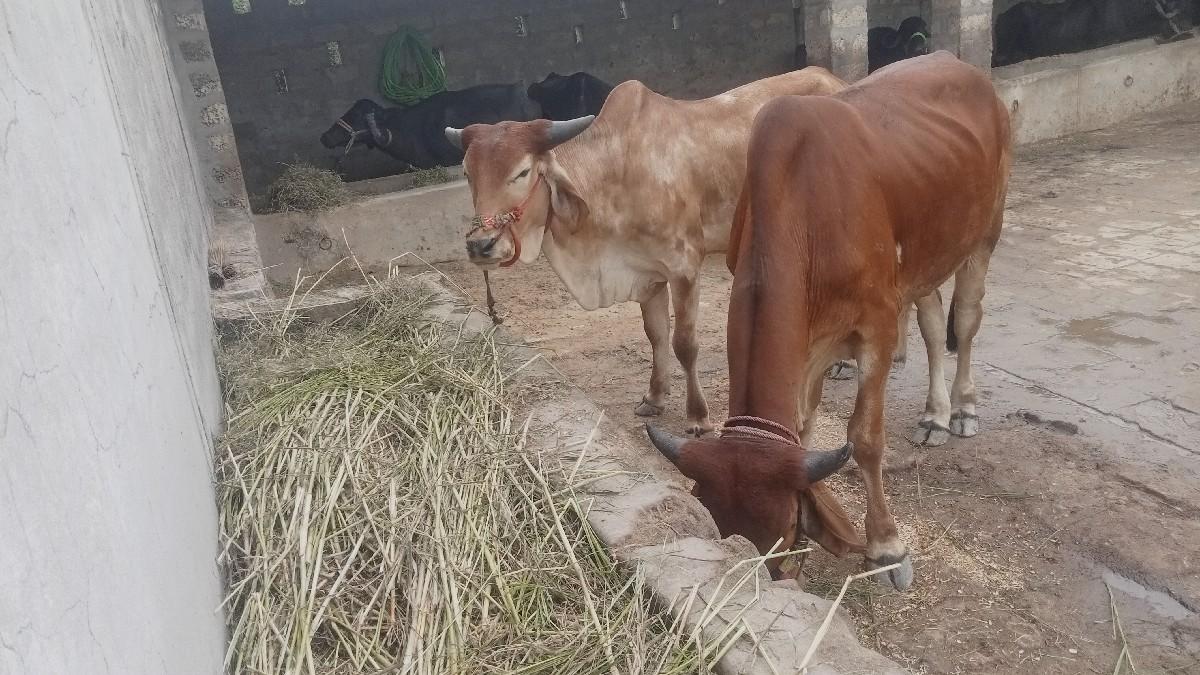 બળદ વેચવાના છે