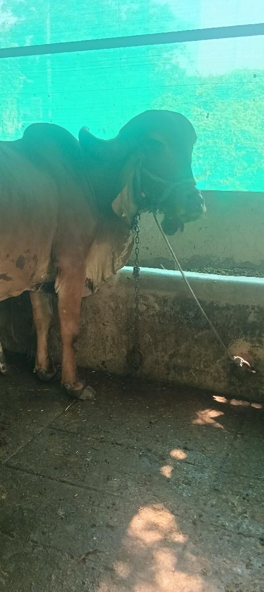 थंबनेल 3