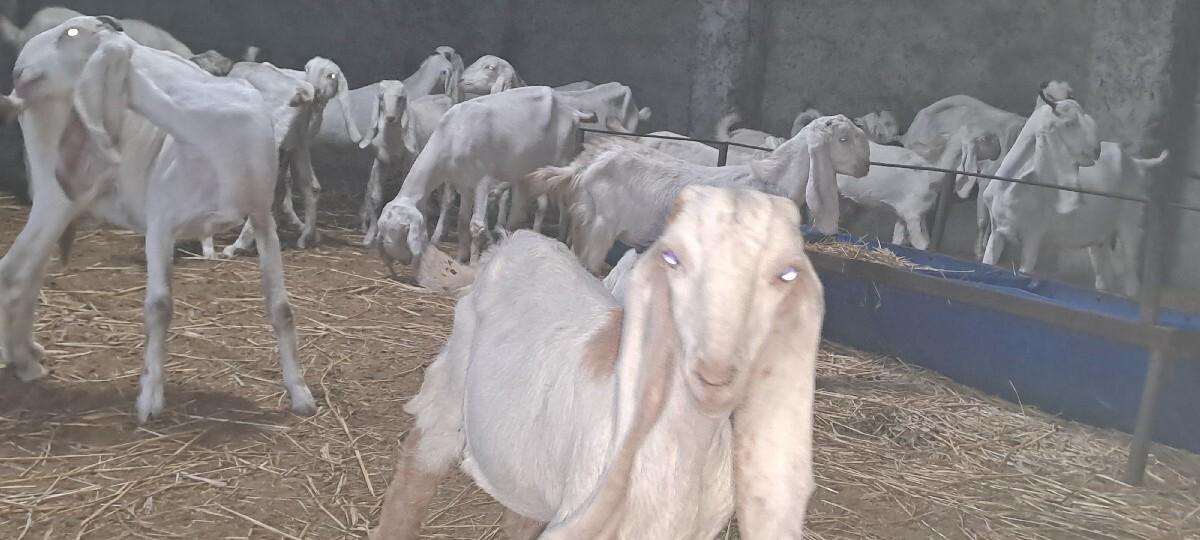 થંબનેલ 2