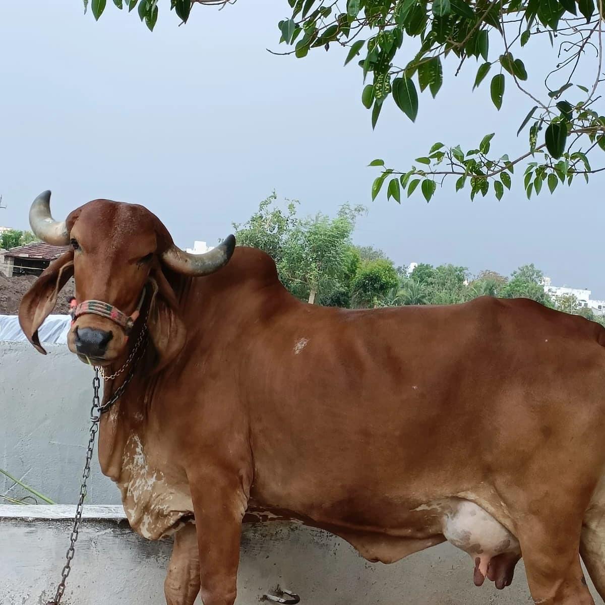 સાગરભાઇ અર્જુનભાઈ ચૌહાણ વેચવાની છે