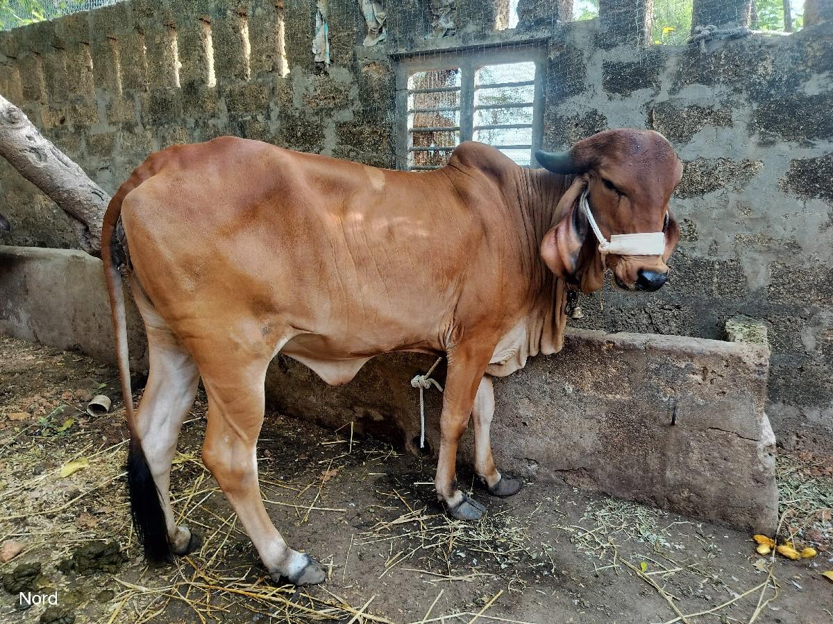 હો‌‌‍‍ળકી વેચવાની છે.