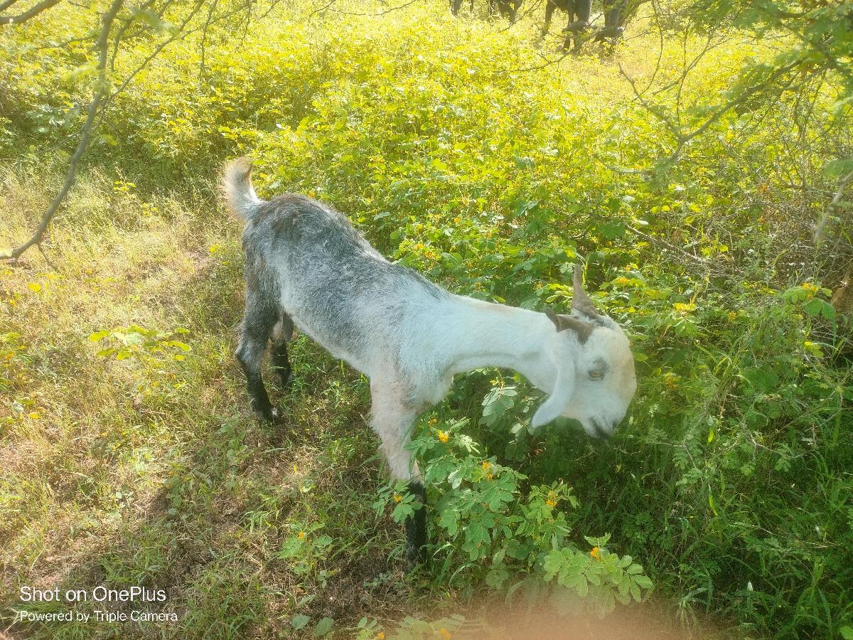 थंबनेल 2