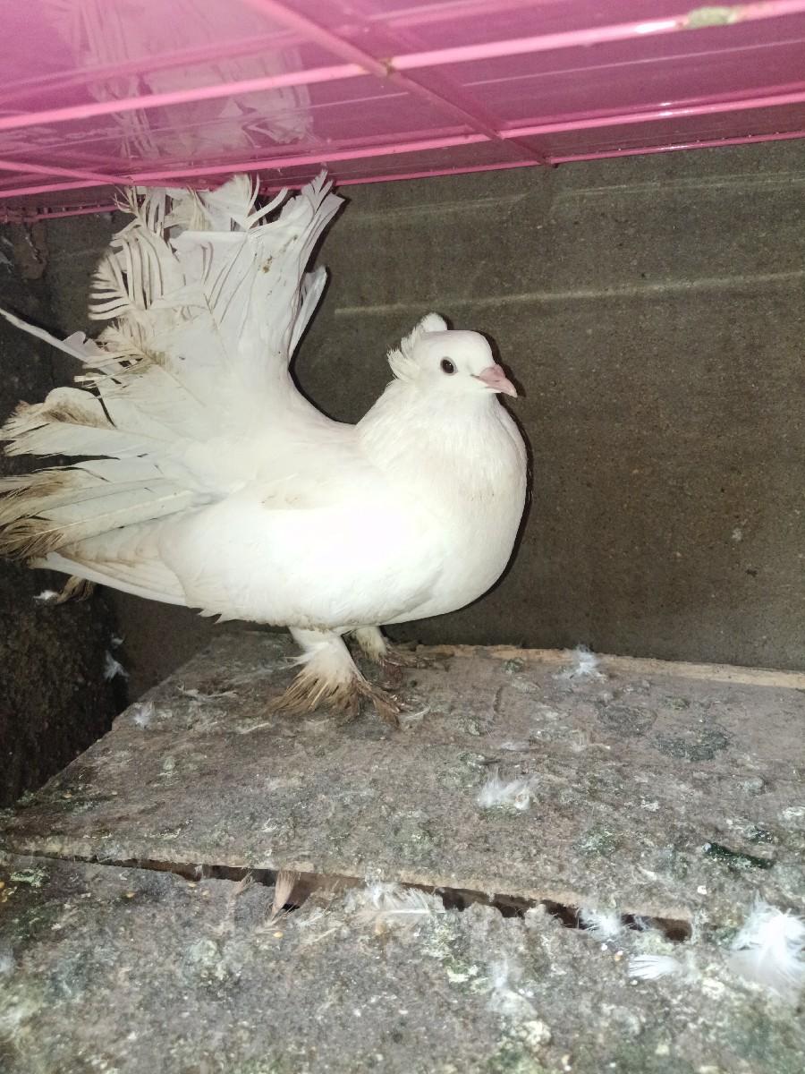 થંબનેલ 3