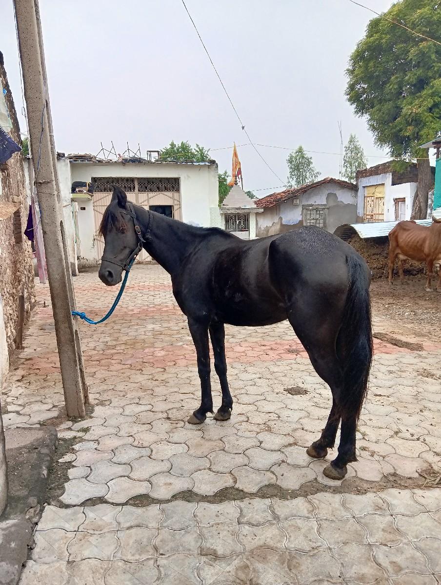 थंबनेल 2