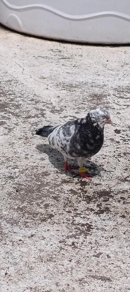 थंबनेल 2