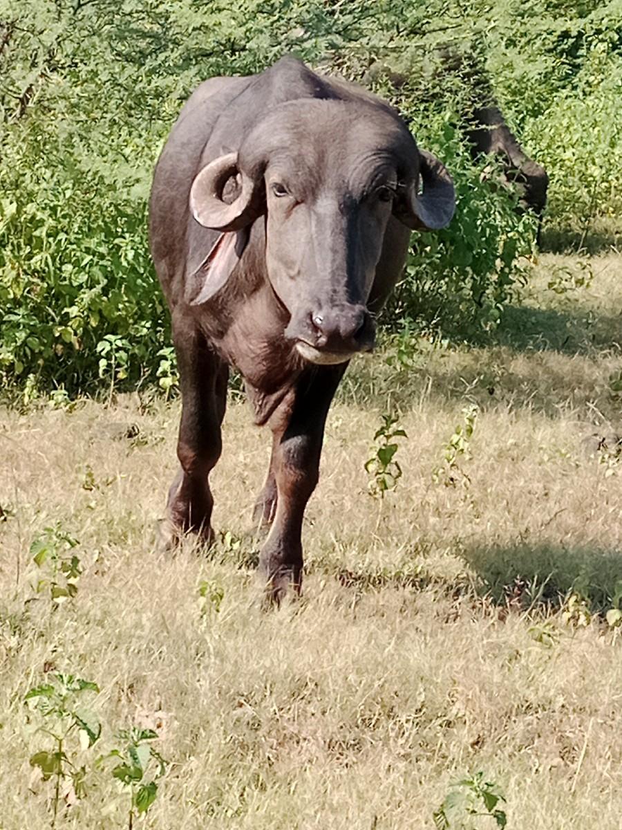 થંબનેલ 2