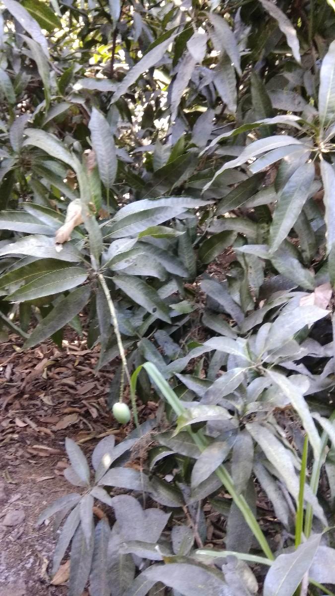 કેસર કેરીનો બગીચો