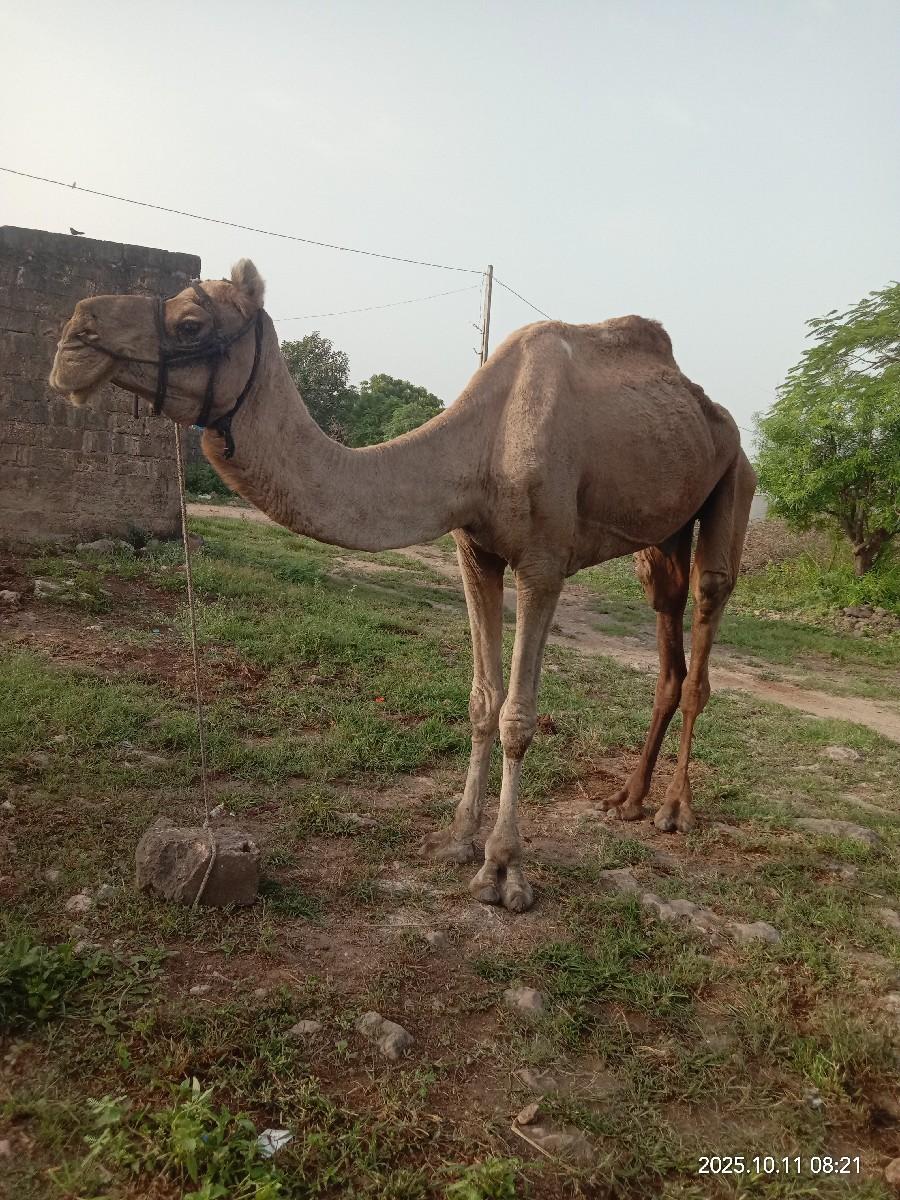 સાંઢીયા વેચવાનું છે