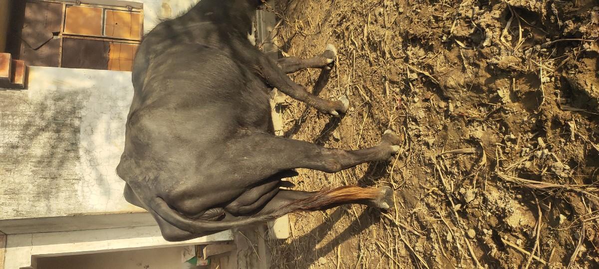 થંબનેલ 2