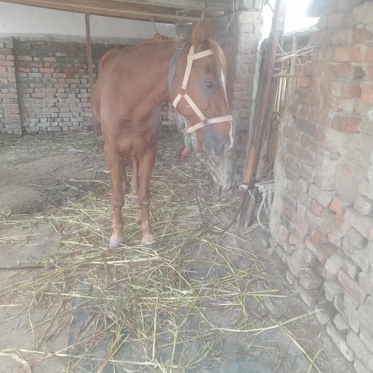 આઘોડીનાસાટાકરવાનાછે સાટેઘોડીઘોડો