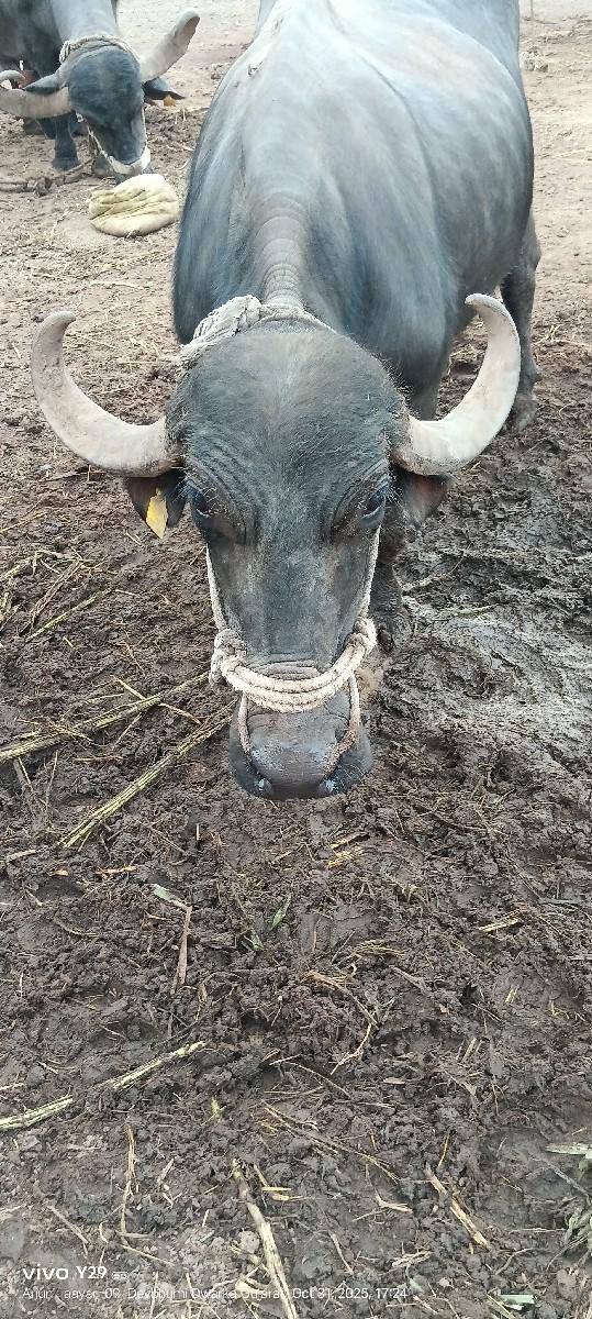 થંબનેલ 2