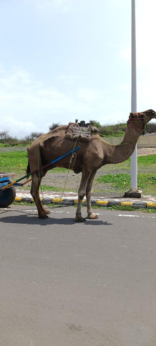 थंबनेल 3