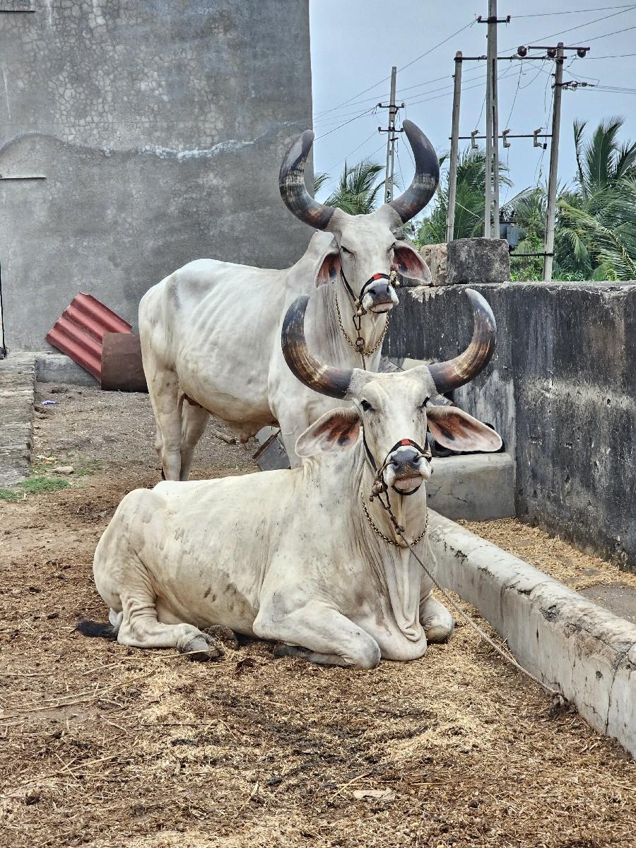 બળદ વેચવાના છે