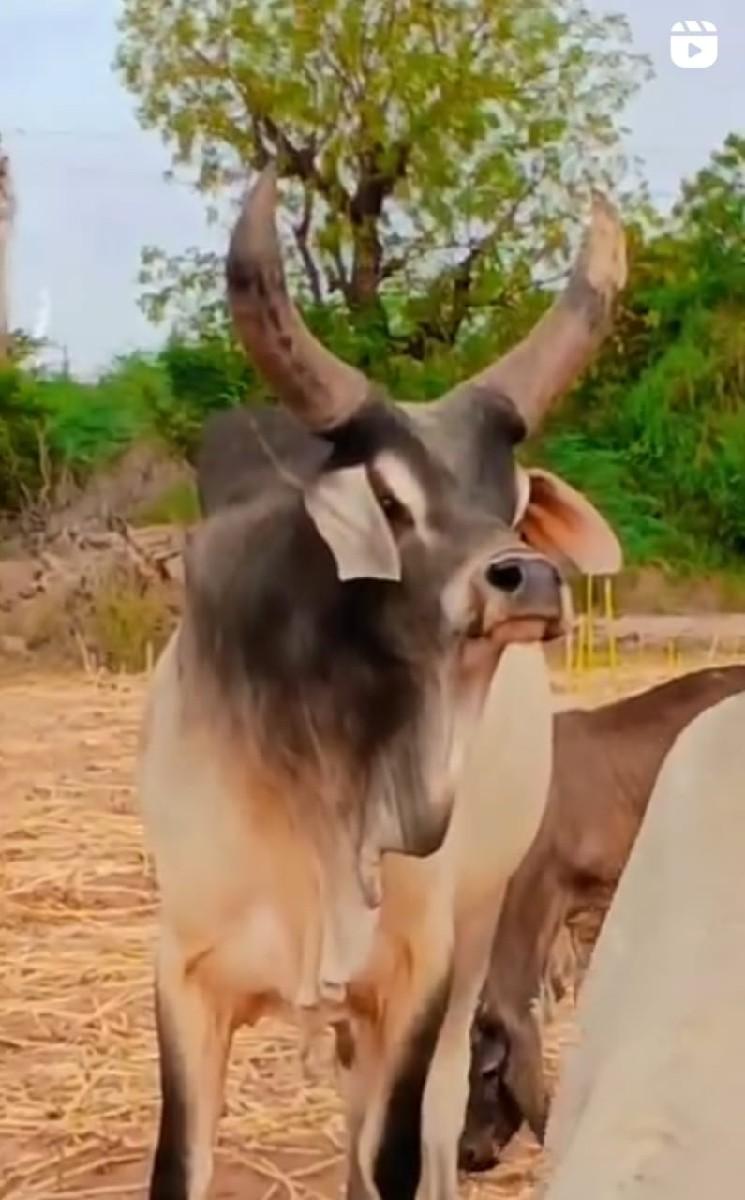 थंबनेल 2