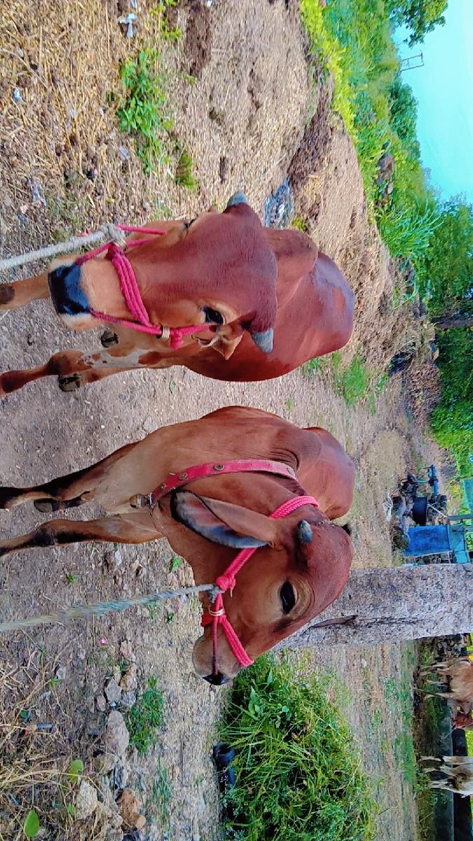 દેશી ગોધલા વેચવાના છે