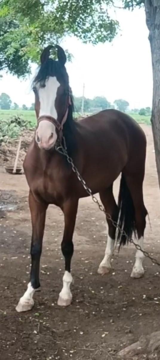 થંબનેલ 2