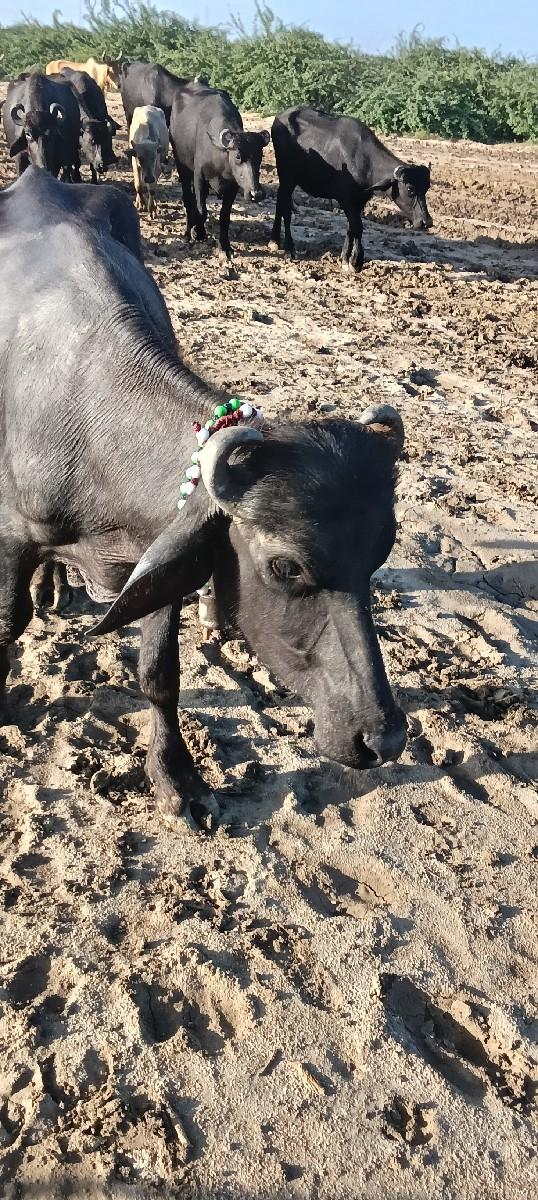 પાડો વેચવાનો છે