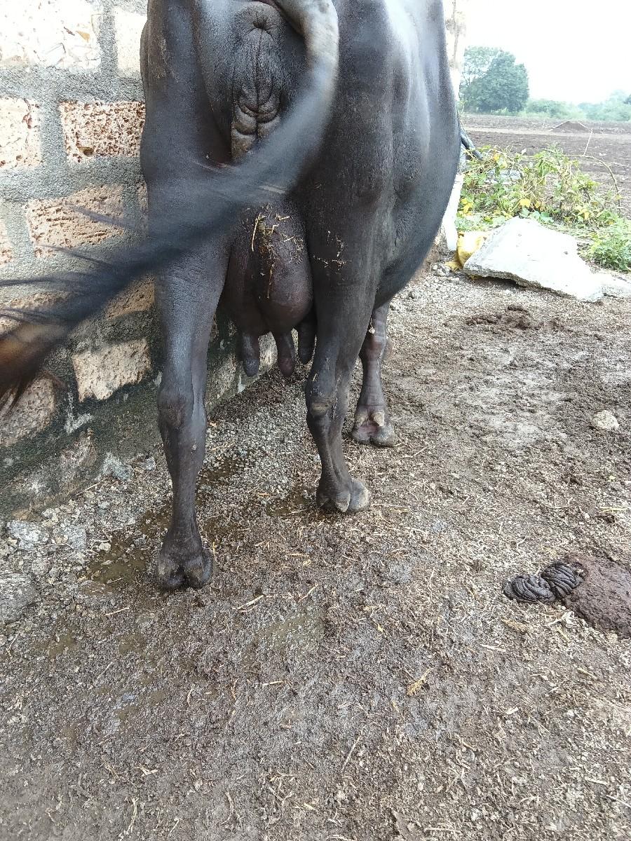 ભેંસ વેચવાની છે