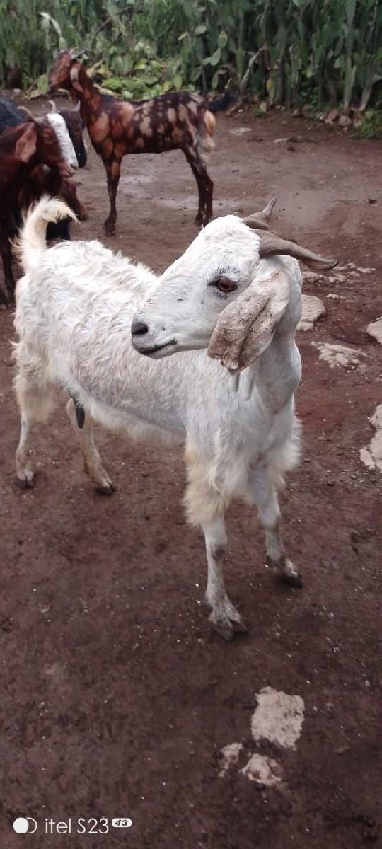 વેચવા ના