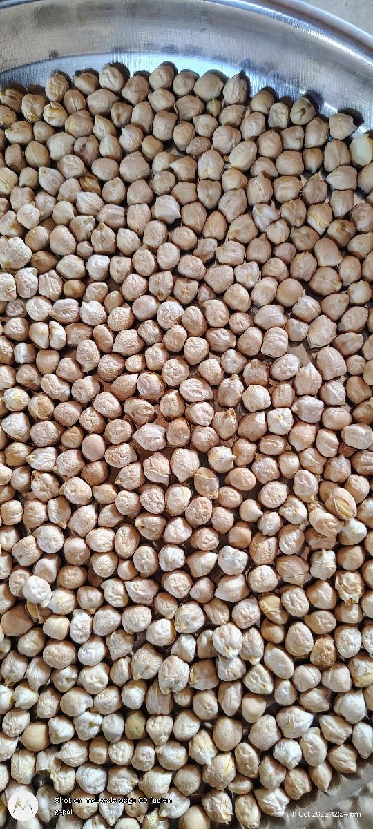 ચણા બિયારણ બી2