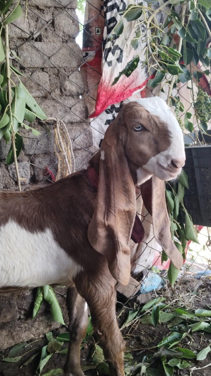 થંબનેલ 2