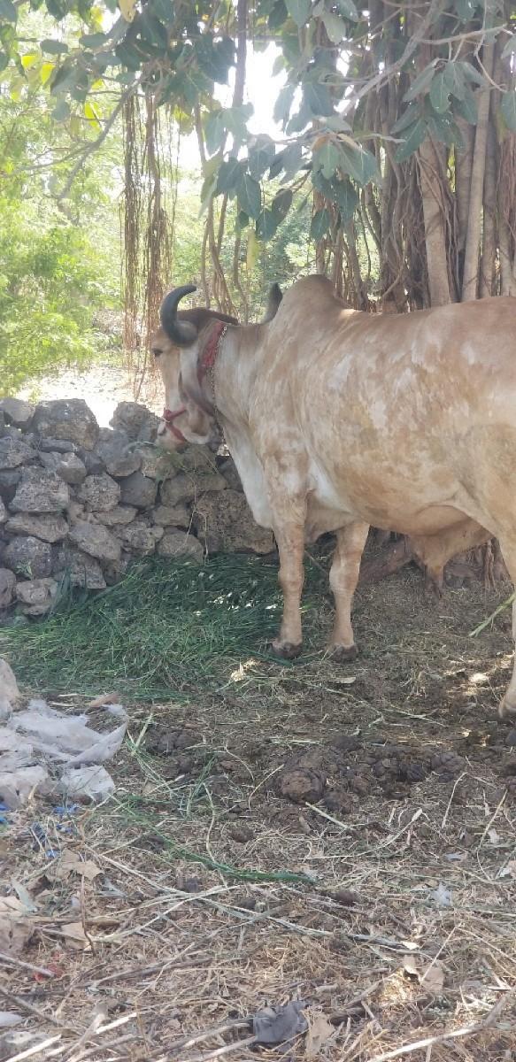 બળદ વેચવાનો છે