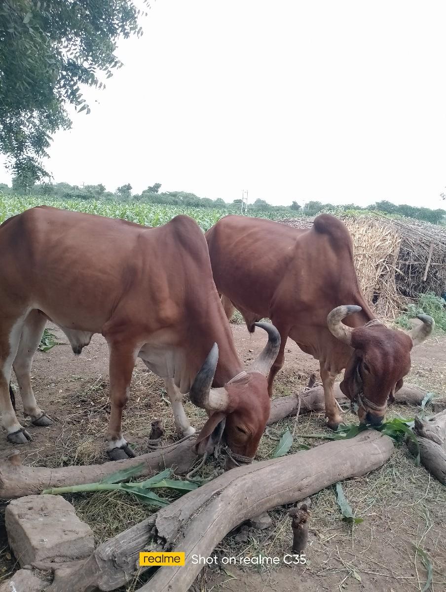 થંબનેલ 2