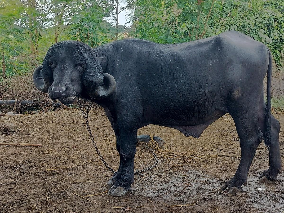 થંબનેલ 2