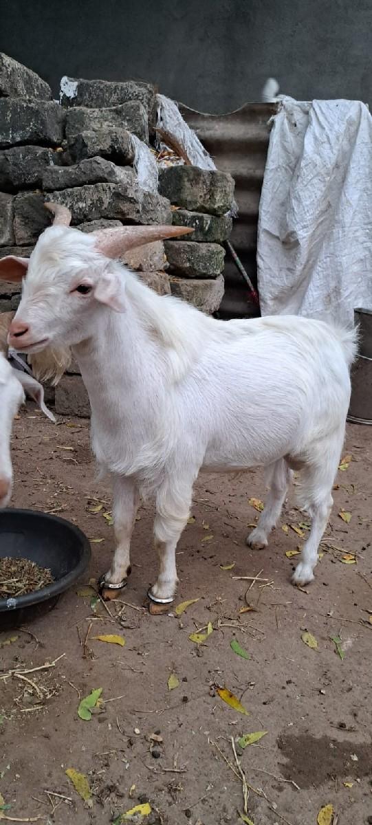 થંબનેલ 2