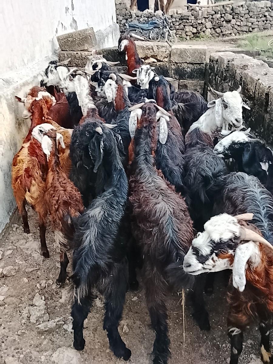 થંબનેલ 3