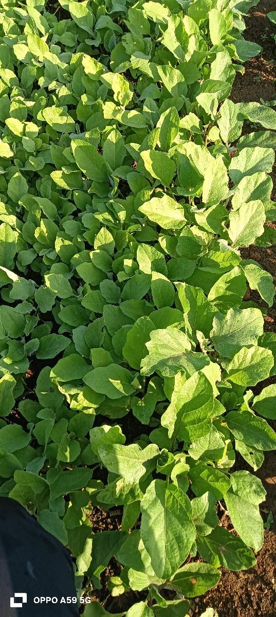 થંબનેલ 3