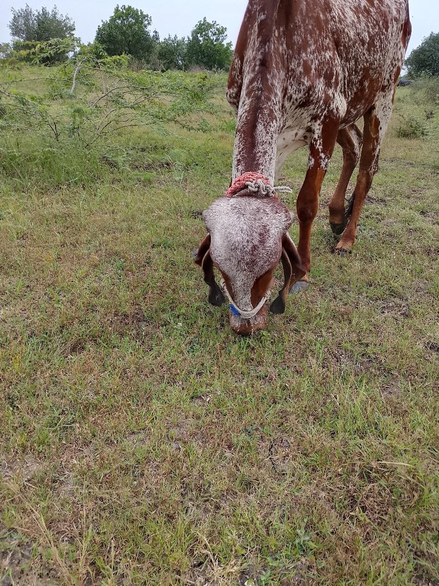 થંબનેલ 2