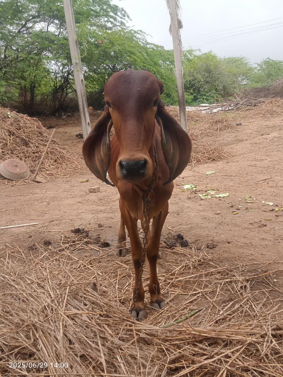 થંબનેલ 2