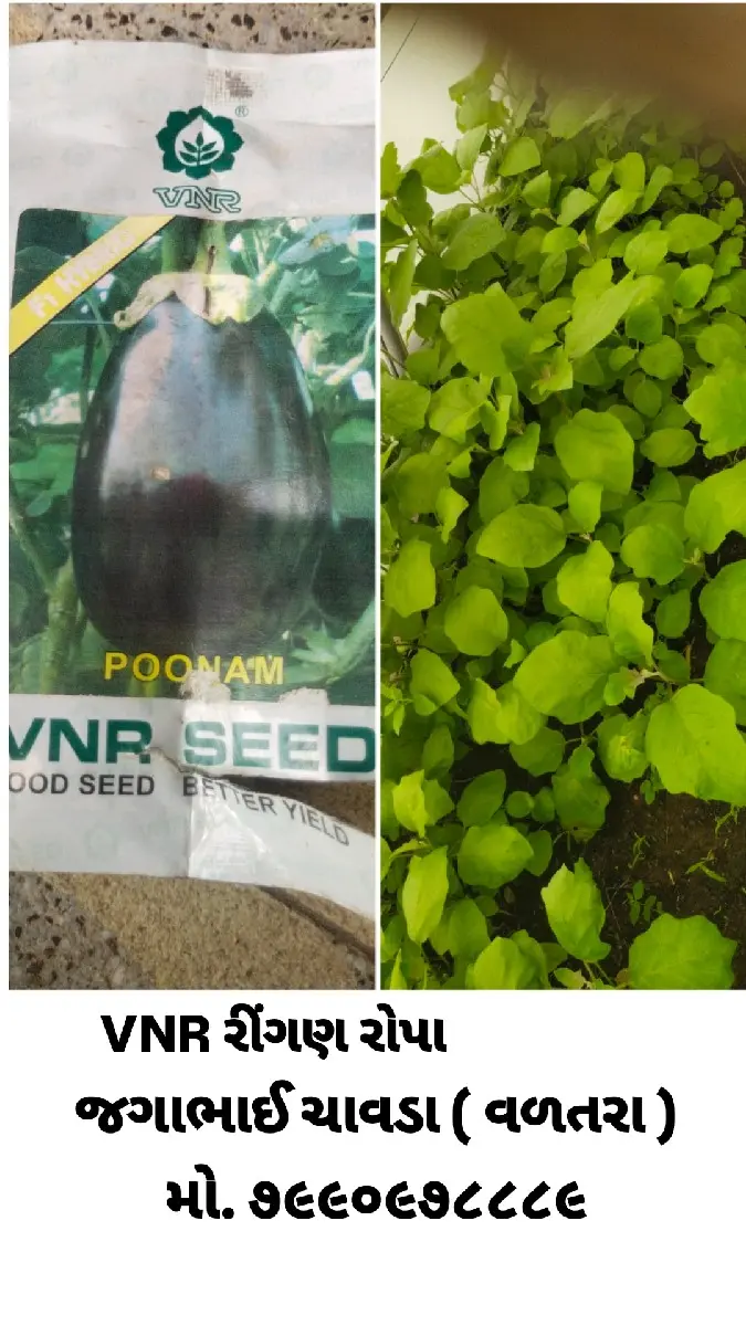 દરેક જાત ની મરચી