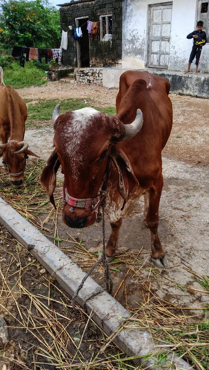 થંબનેલ 3