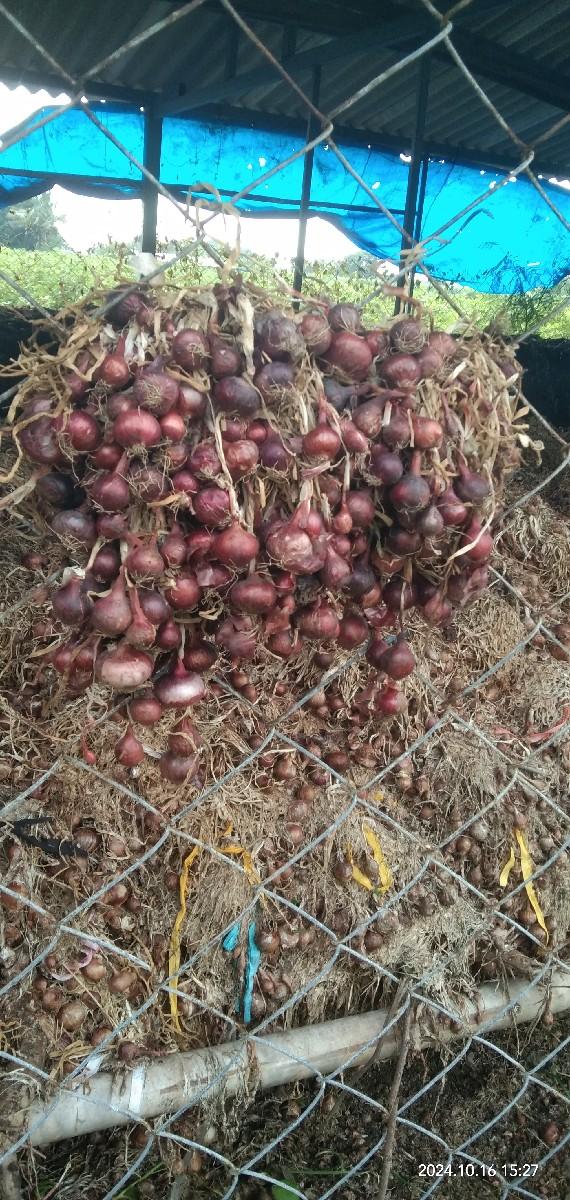 ડુગળ ની કળી અથવા કાજી