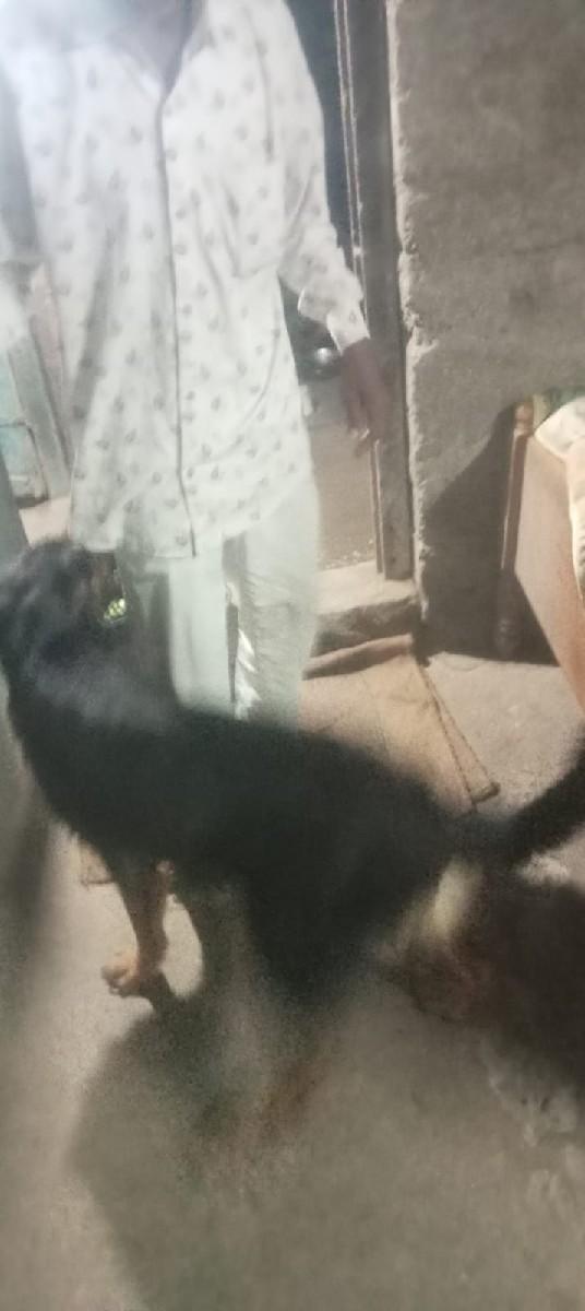 જર્મન શેફર્ડ