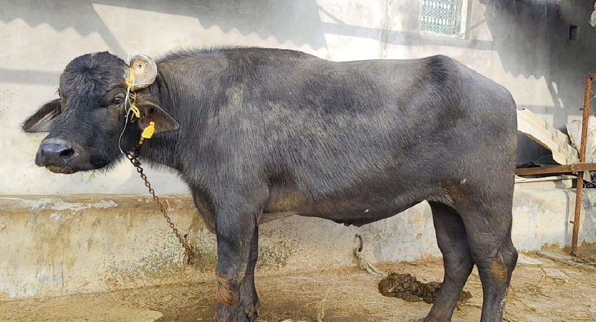 બન્ની નસલ નો પાડો વેચવાનો છે