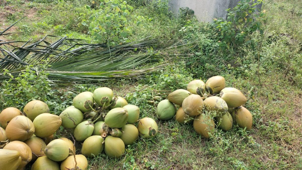 થંબનેલ 3