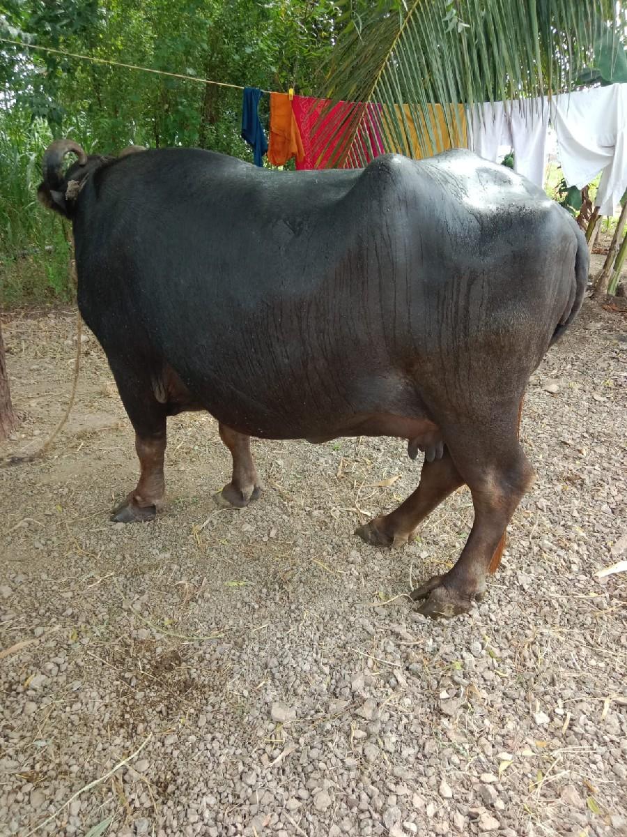 થંબનેલ 2