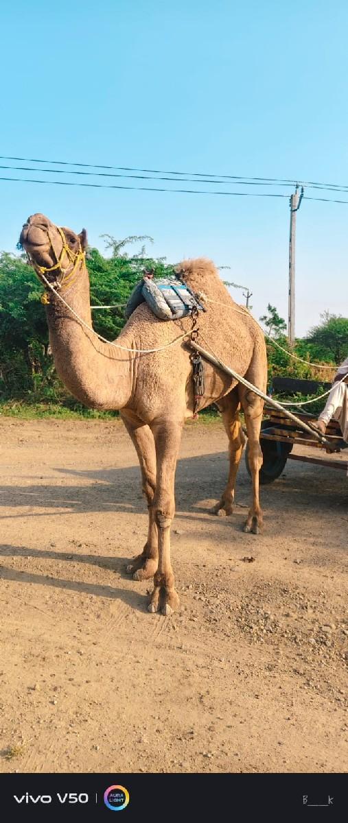 थंबनेल 2