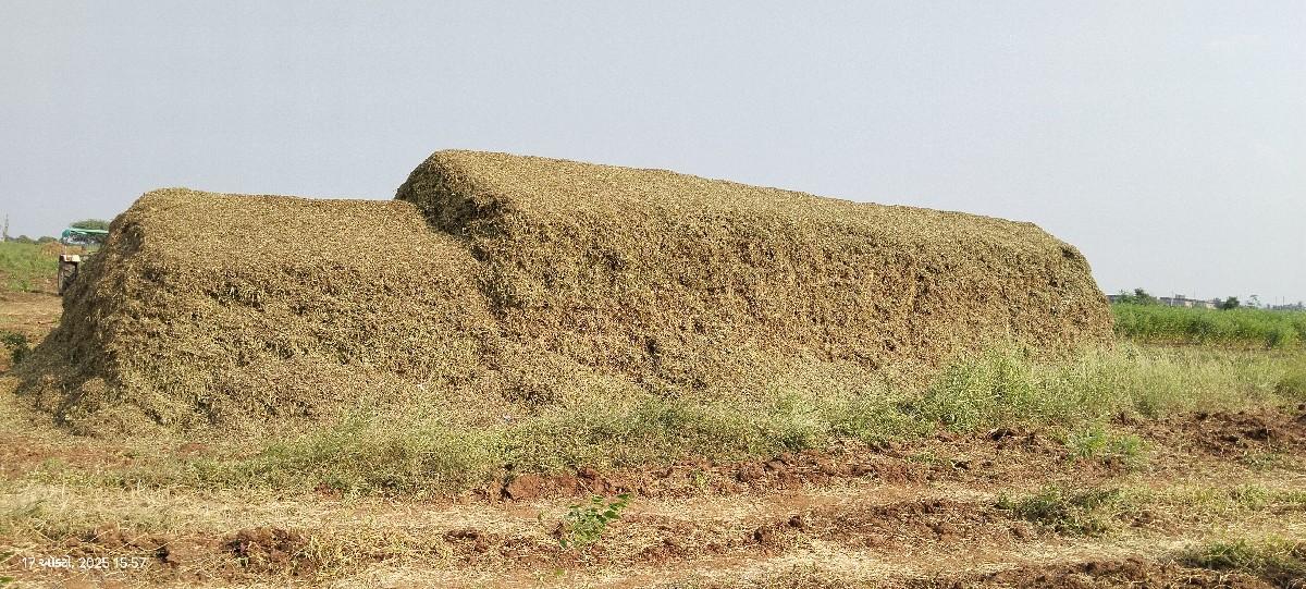 માંડવીયુ વેચવાનું છે