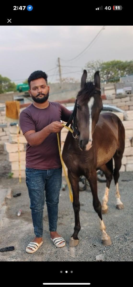 વસેરો ૨૦ મહિના નો છે