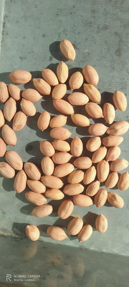 માંડવી ગિરનાર -૪ બિયારણ વેચવાનું